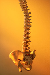 Spine and Pelvic Bone